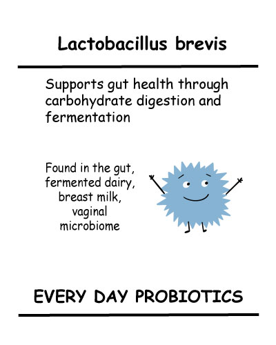 Lactobacillus brevis
