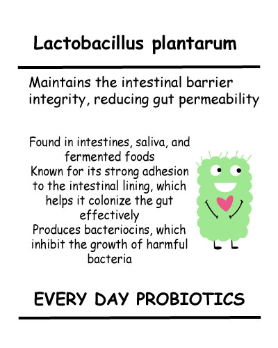 Lactobacillus-plantarum