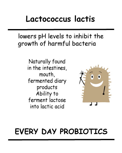 Lactococcus lactis